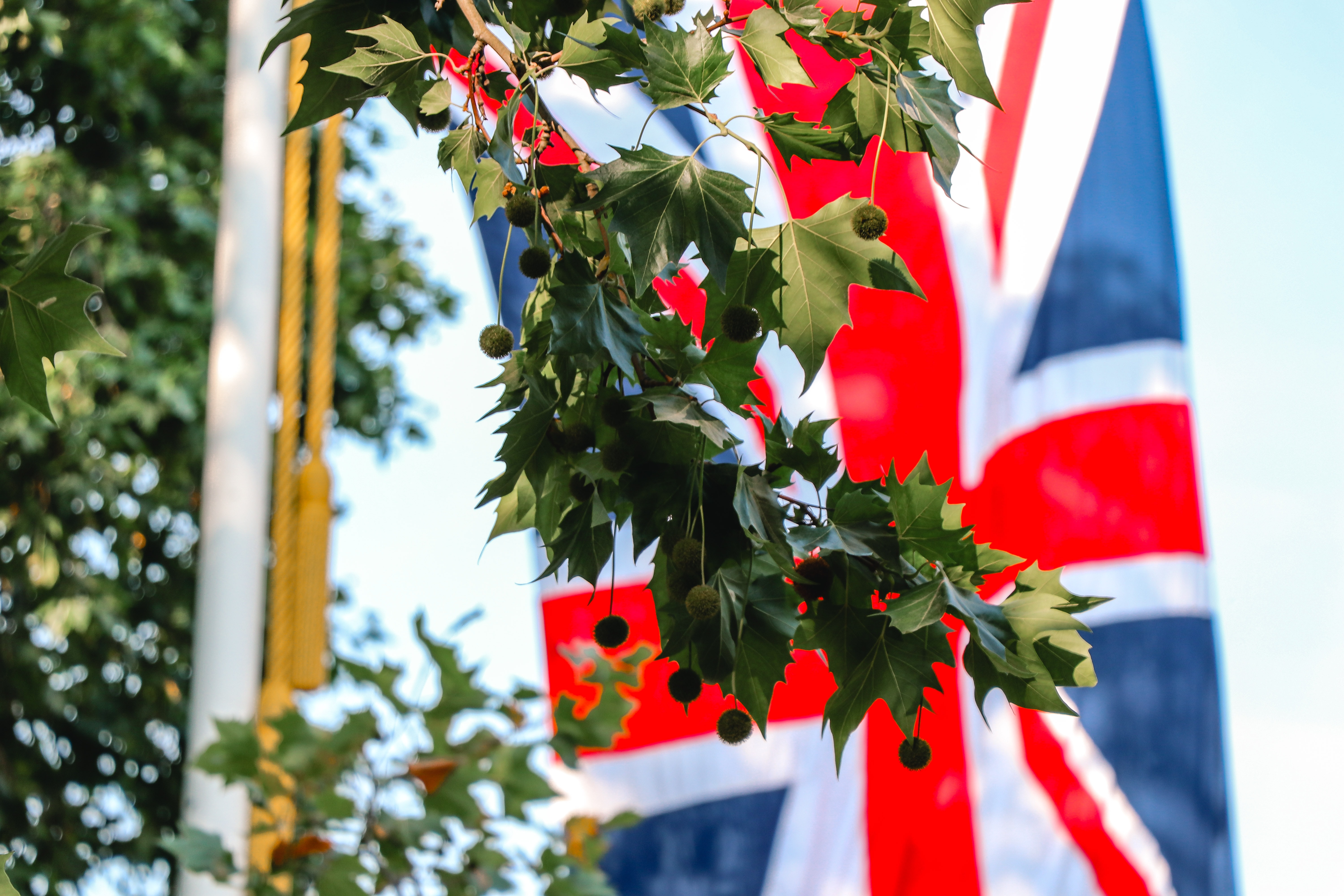 Tree with English flag in background